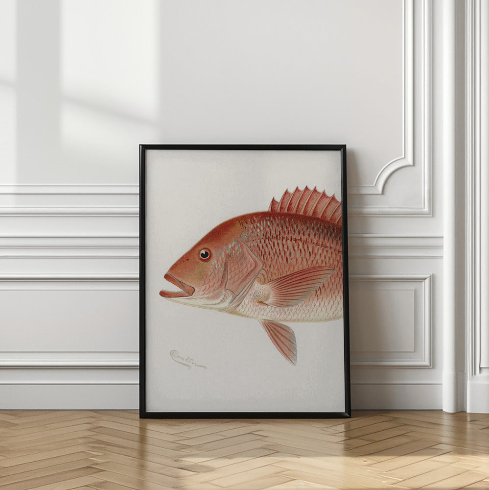 Red Snapper