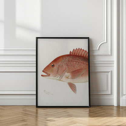 Red Snapper