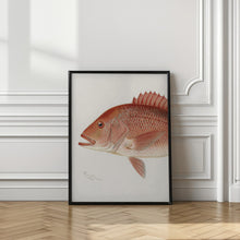 Load image into Gallery viewer, Red Snapper
