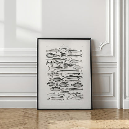 Sealife I