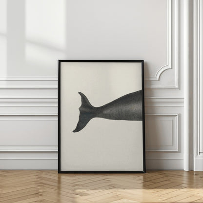 Whale Tight Crop I Handcolored Sealife Lithograph 1824