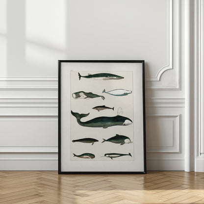 Vintage Whale Poster