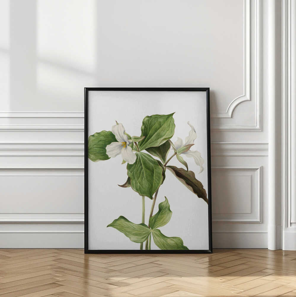Large White Trillium
