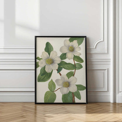 Pacific Dogwood