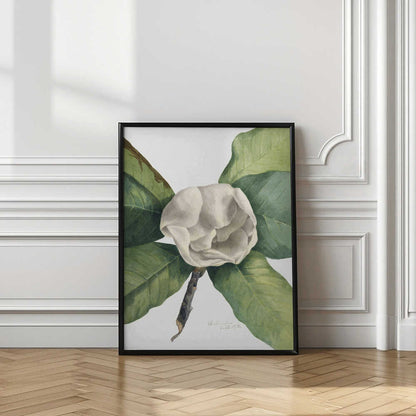 Southern Magnolia (1918)
