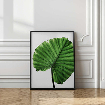 Lush Green Leaf