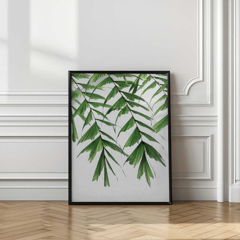 Tropical Palm Leaves