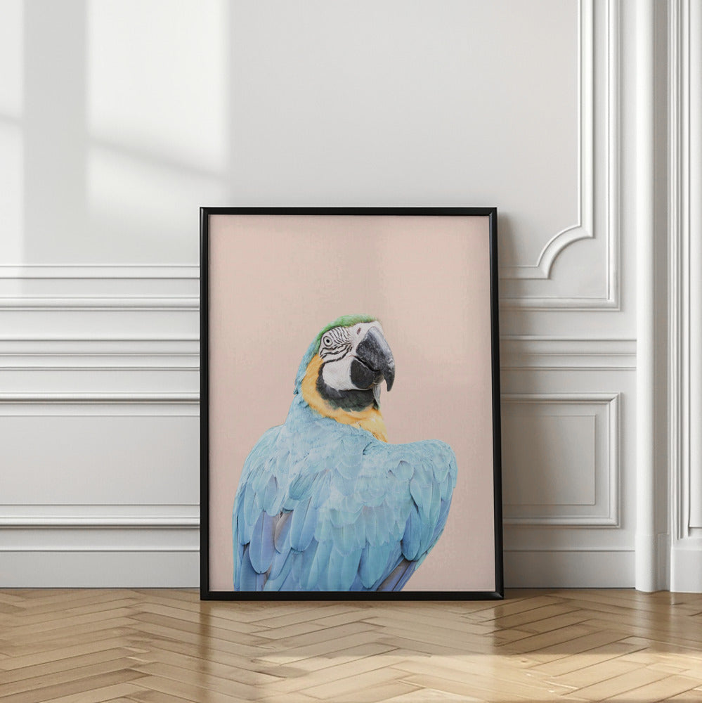 Blue Macaw | Blue parrot wall art