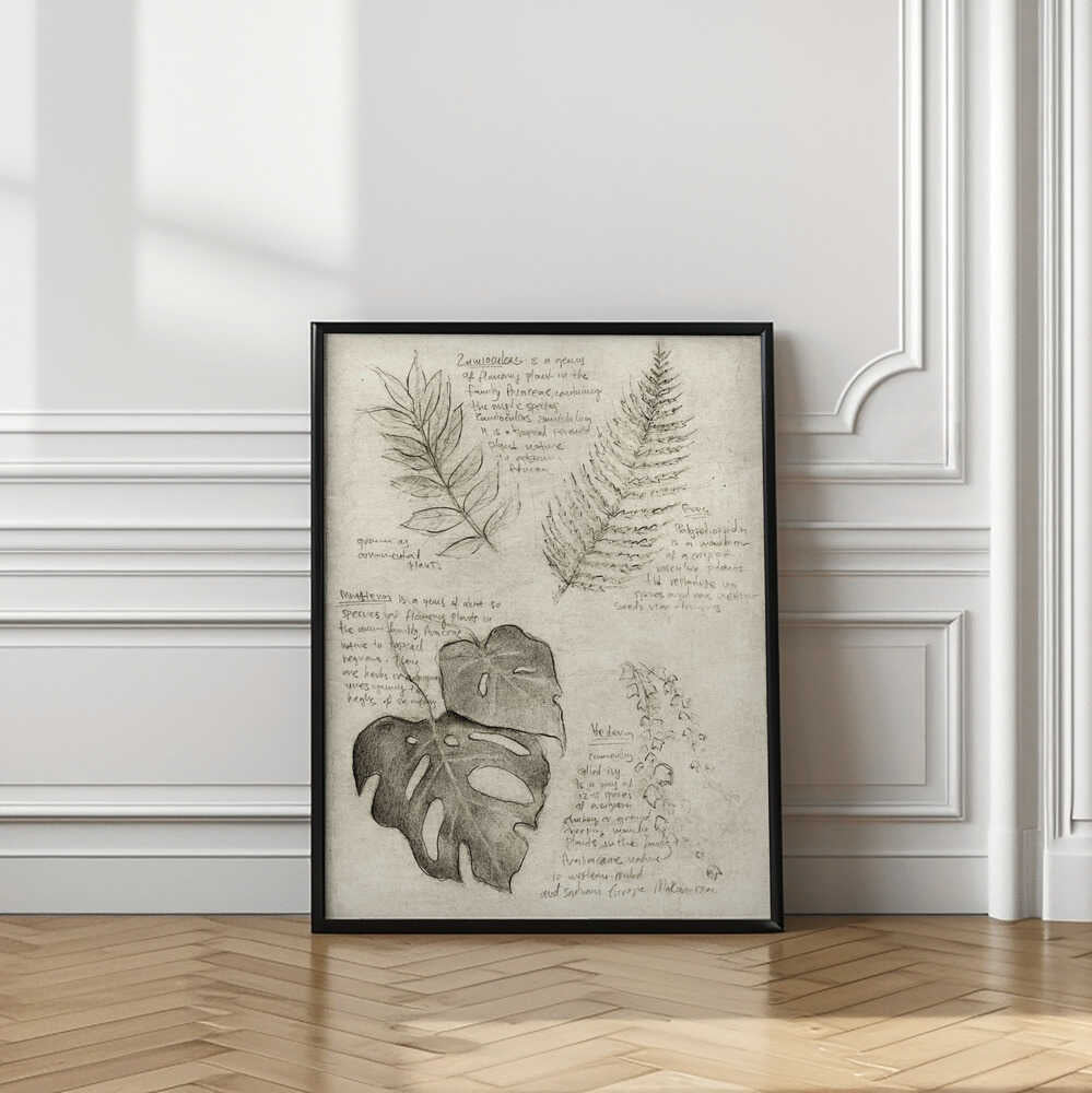 Pencil Sketches Of Various Plant Leaves