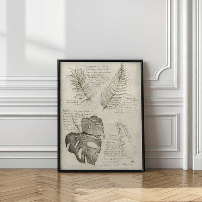 Pencil Sketches Of Various Plant Leaves