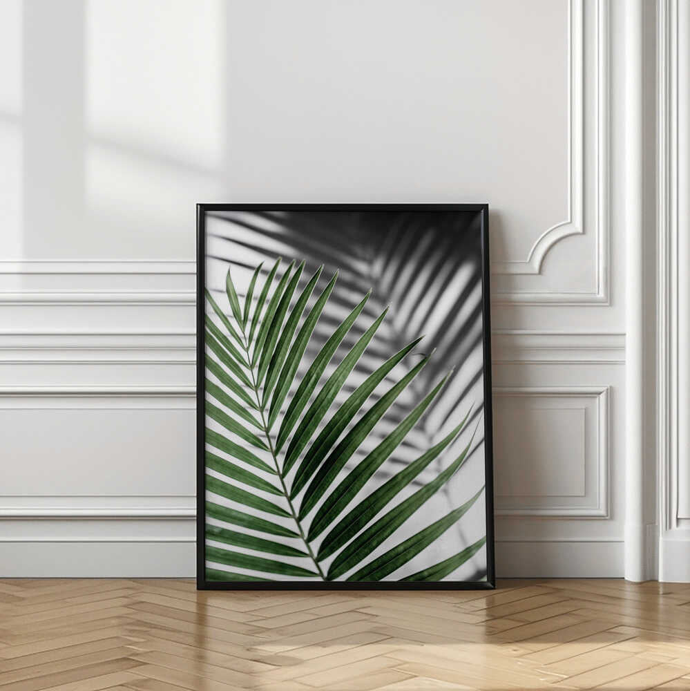 Green Palm Shadow