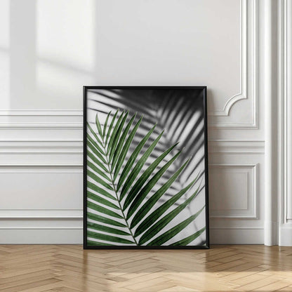 Green Palm Shadow