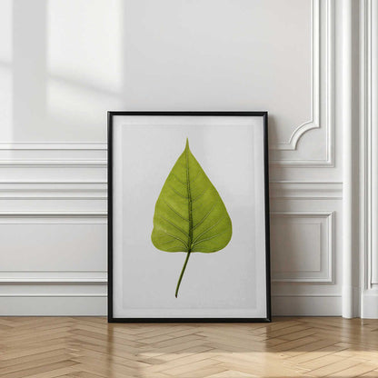 Vibrant Green Leaf