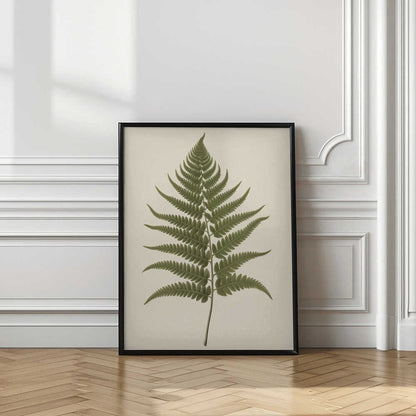 Elegant Fern Botanical