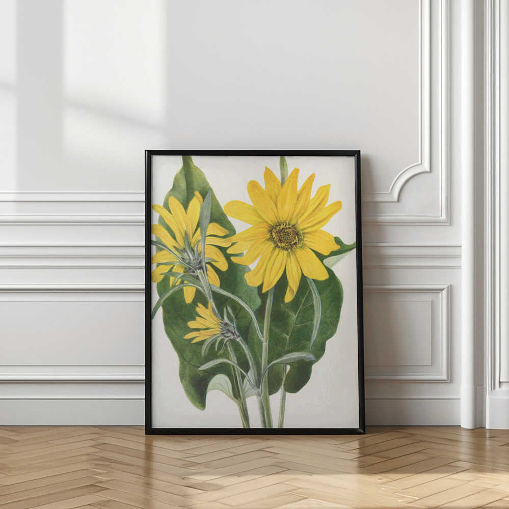 Balsamroot From North American Wildflowers (1925) By Mary Vaux Walcott