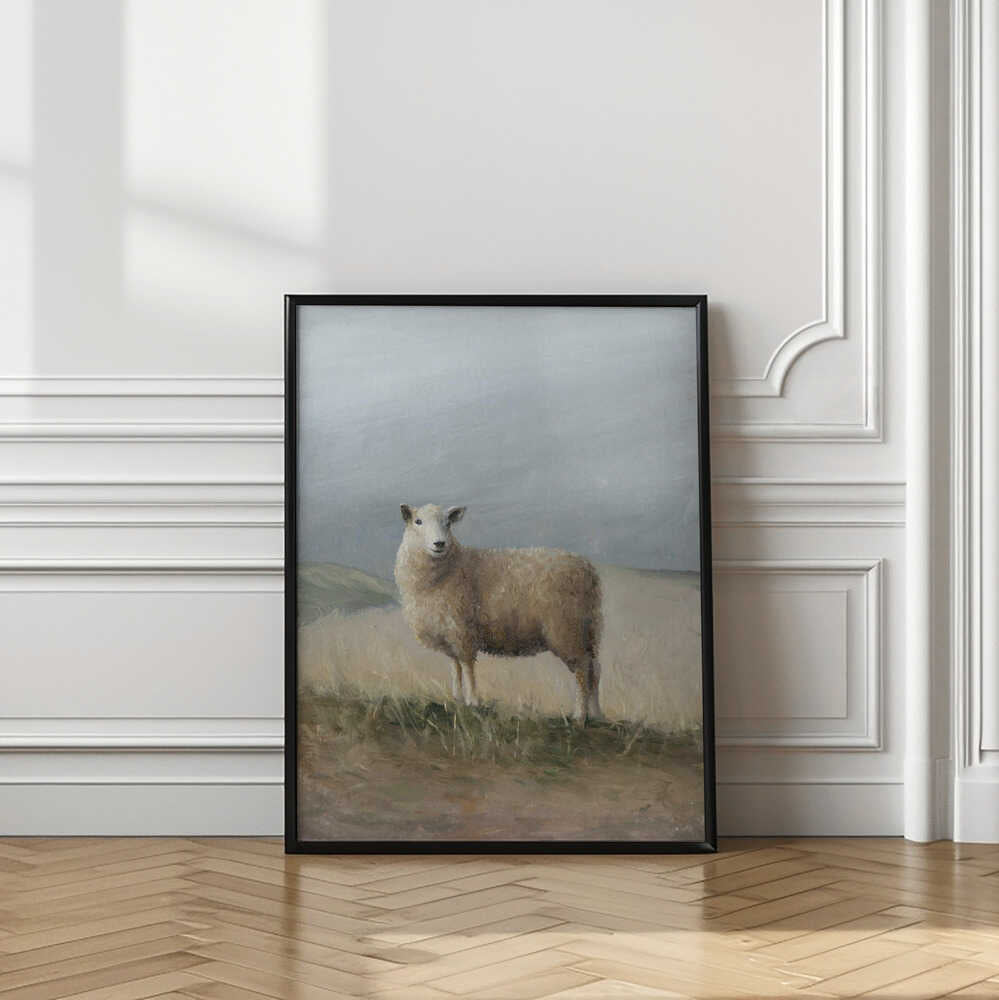 Sheep Study