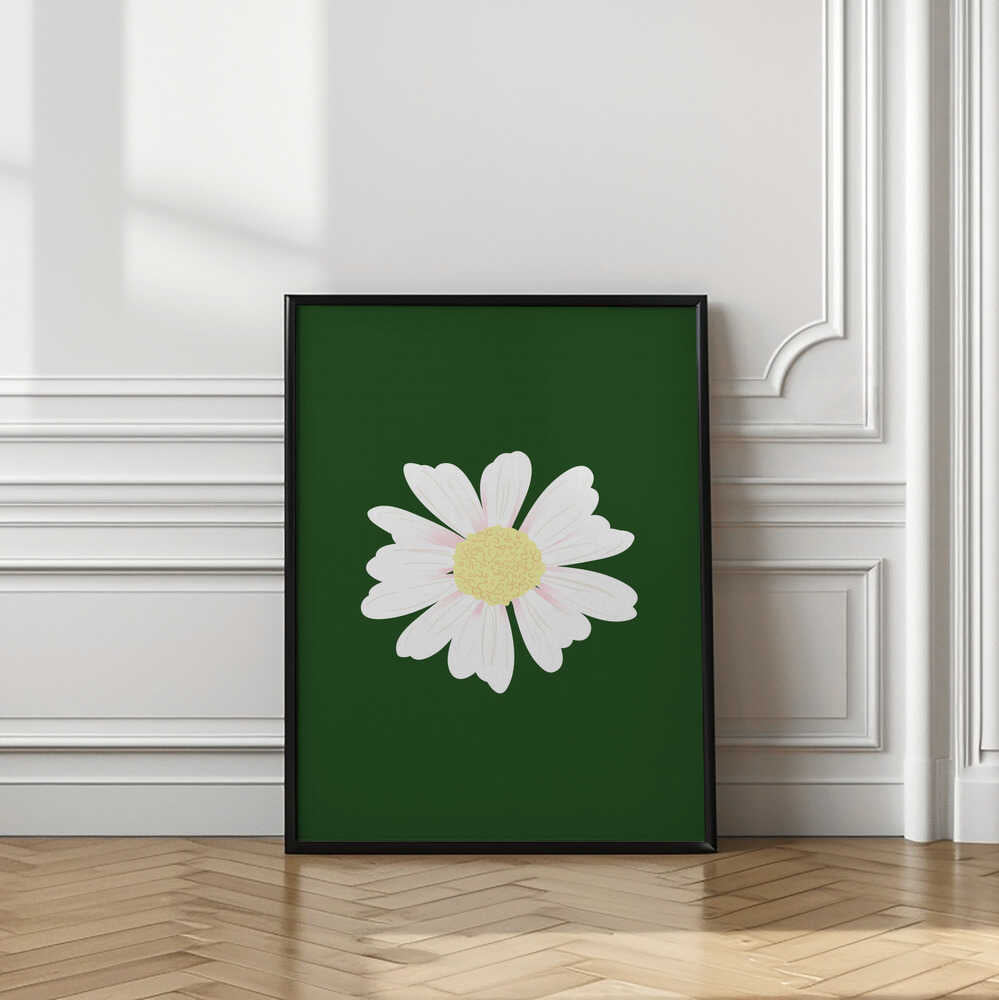 White Daisy Bloom