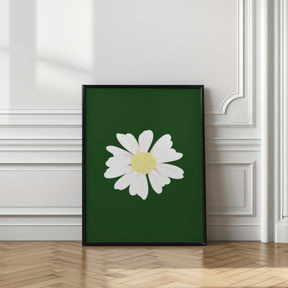 White Daisy Bloom