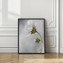 Load image into Gallery viewer, Heavenly Cosmos
