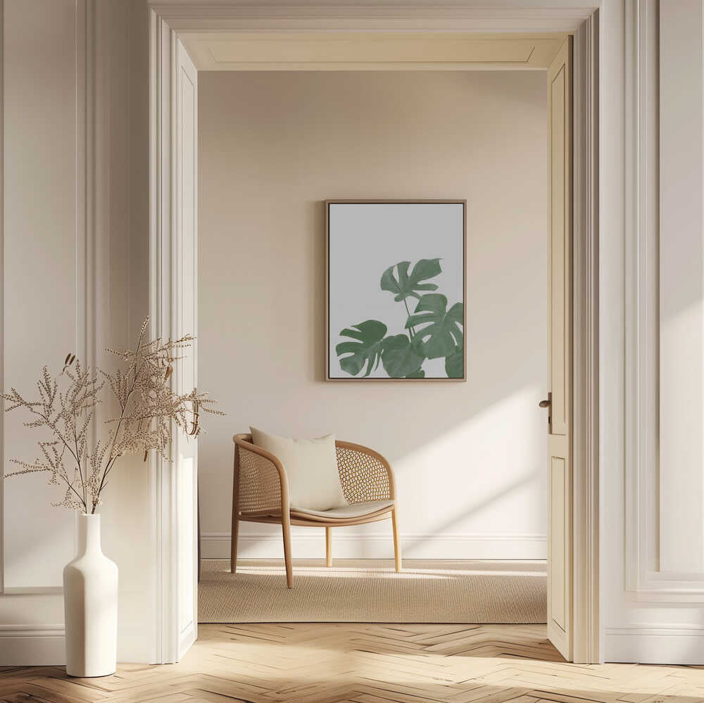 Monstera Aqua 04
