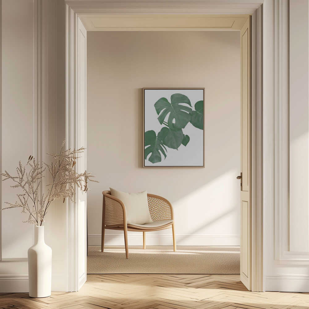 Monstera Aqua 01