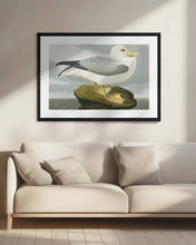 Load image into Gallery viewer, Fulmar Petrel From Birds of America (1827)
