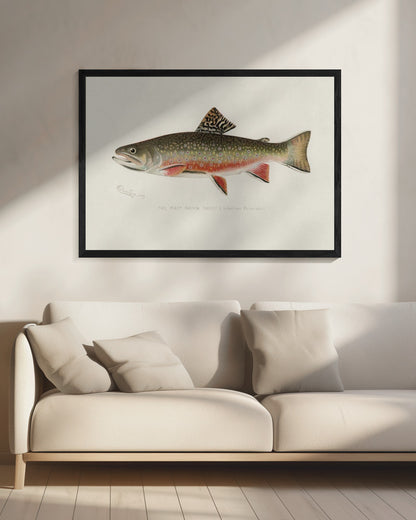 Male Brook Trout