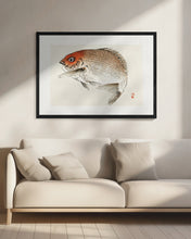 Load image into Gallery viewer, Tai (red Seabream) Fish

