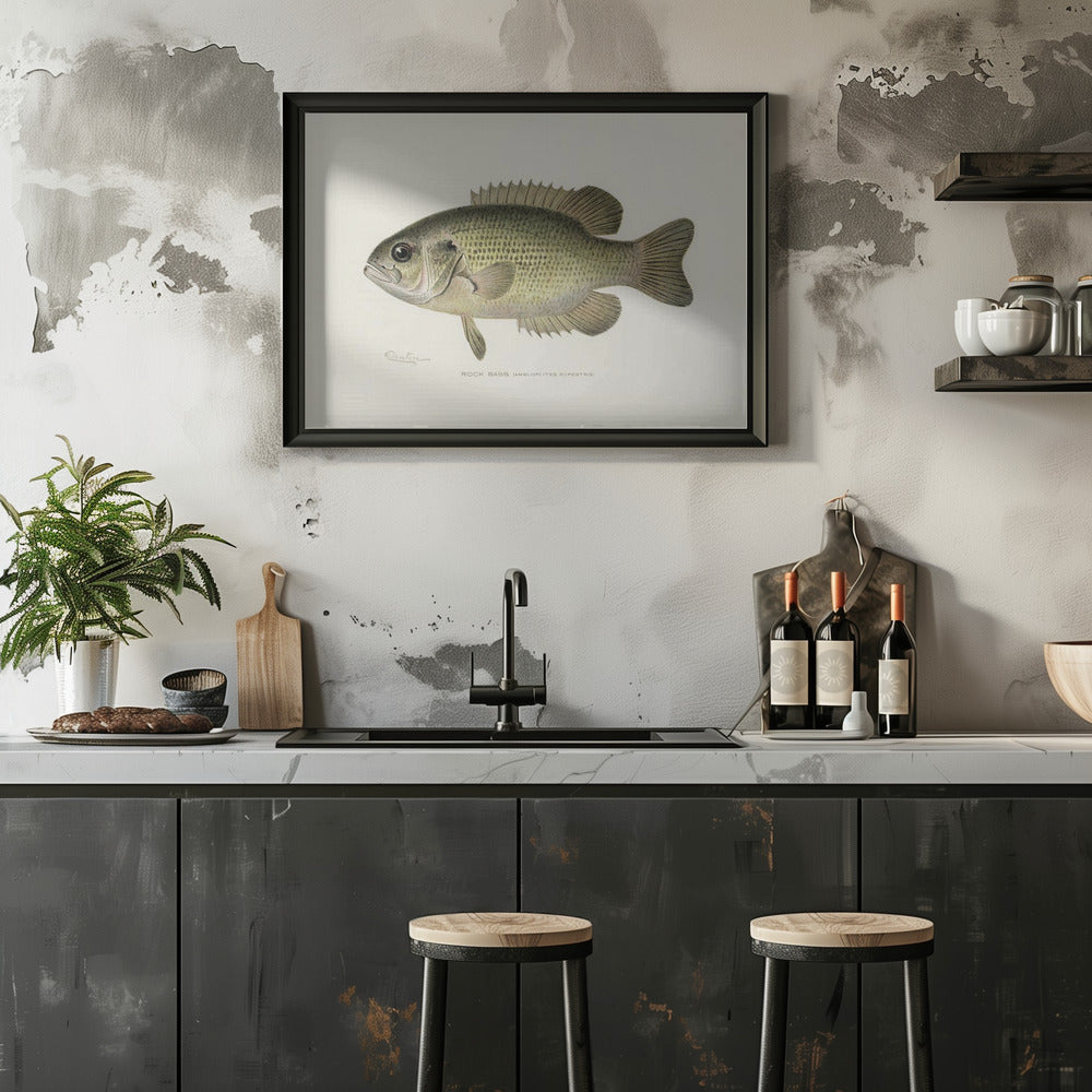 Rock Bass (ambloplites Rupestris) By Sherman F. Denton (1856 1937)