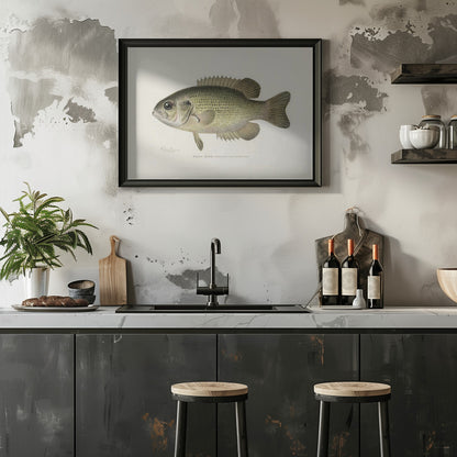 Rock Bass (ambloplites Rupestris) By Sherman F. Denton (1856 1937)