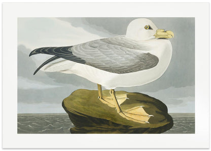 Fulmar Petrel From Birds of America (1827)