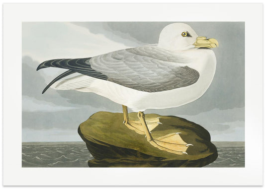 Fulmar Petrel From Birds of America (1827)