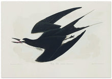 Load image into Gallery viewer, Sooty Tern From Birds of America (1827)

