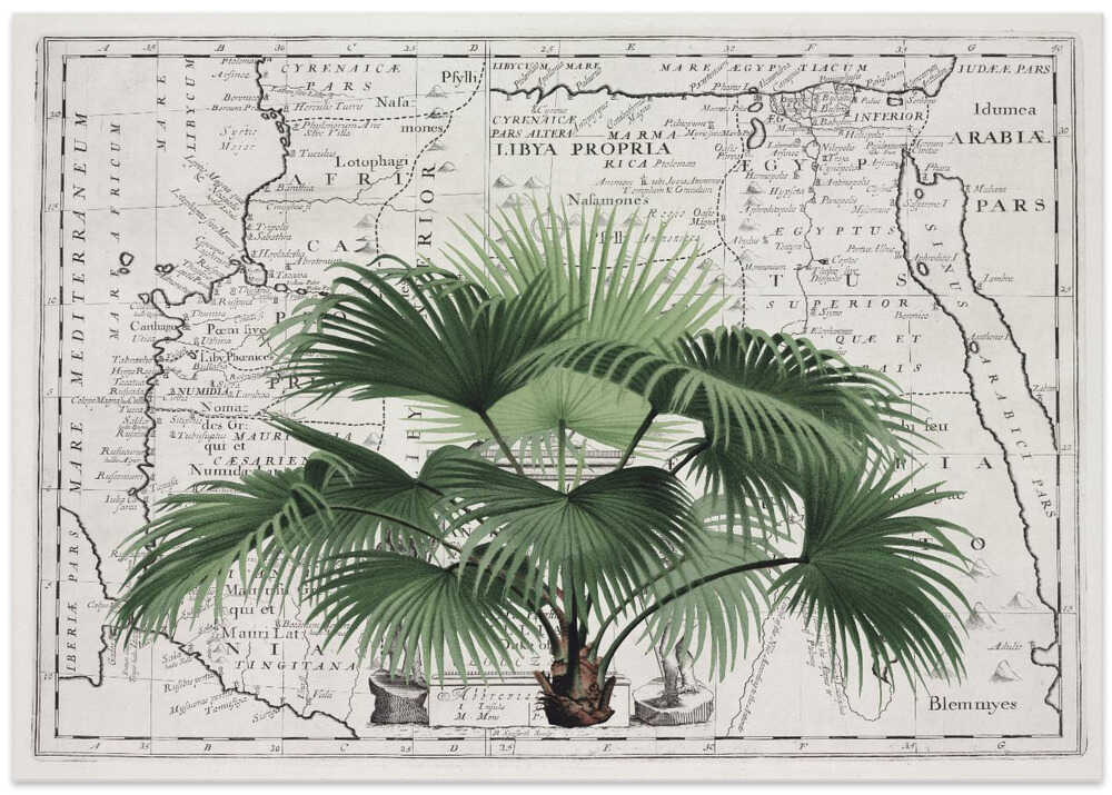 Vintage Palm on Africa Map
