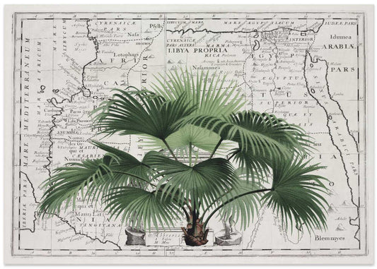 Vintage Palm on Africa Map