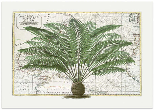 Vintage Palm Atlas
