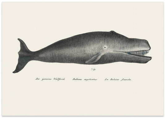 Whale Ii Antique Handcolored Sealife Lithograph 1824