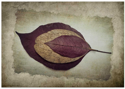 The Story of Nature