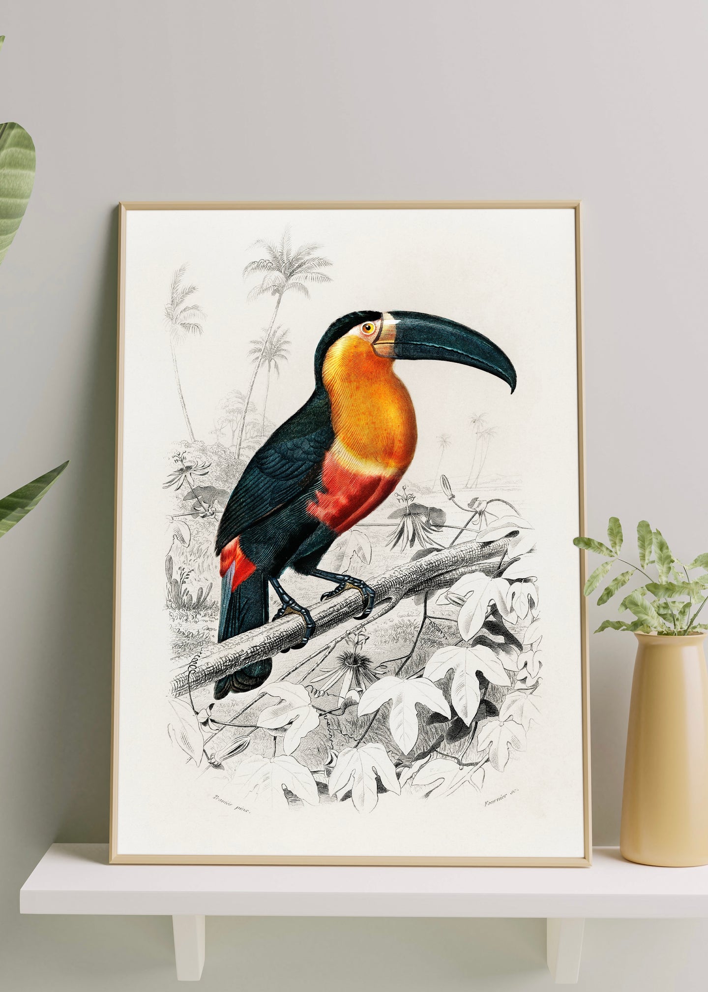 Toucan Vintage from Birds of America Print