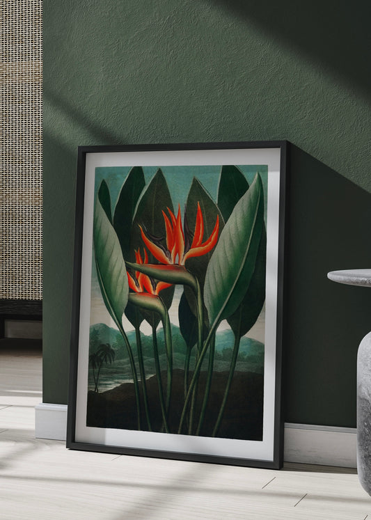 The Queen–Plant | Vintage Wall Art