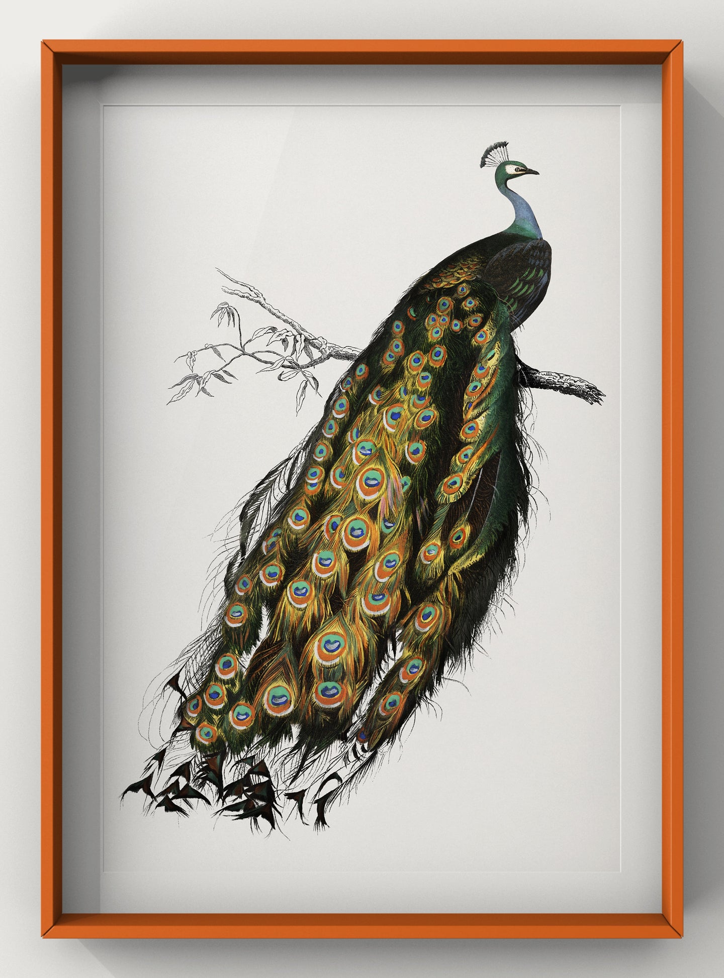 Vintage Peacock |  Indian peafowl | Charles Dessalines D' Orbigny  Art Print