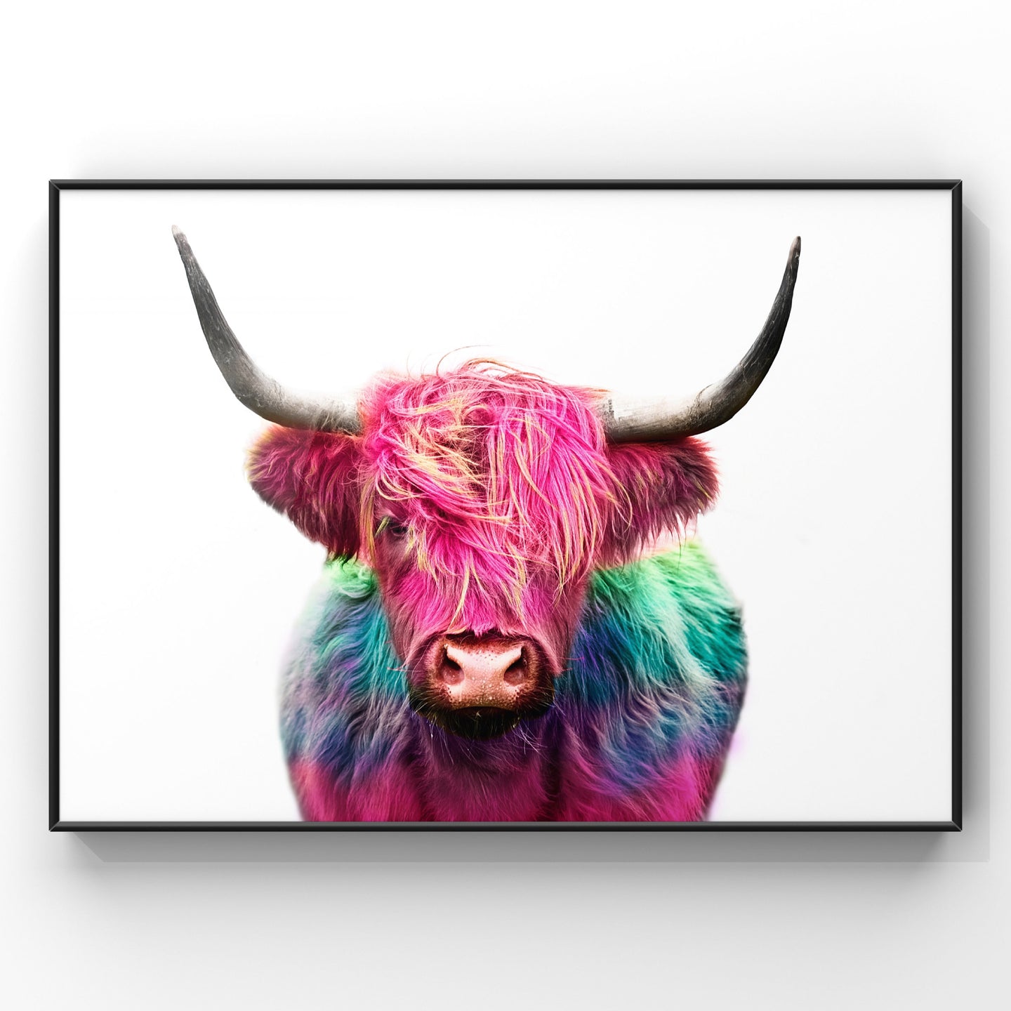 Highland Cow in colour Wall Art Print