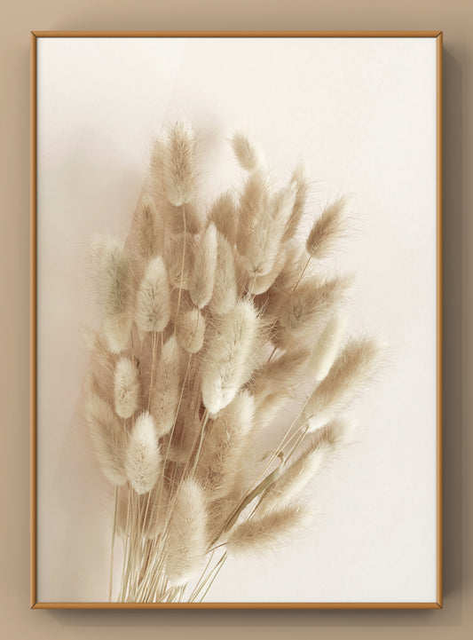 Dry Fluffy Tails Grass Langurus Ovatus Flower Wall Art Photography