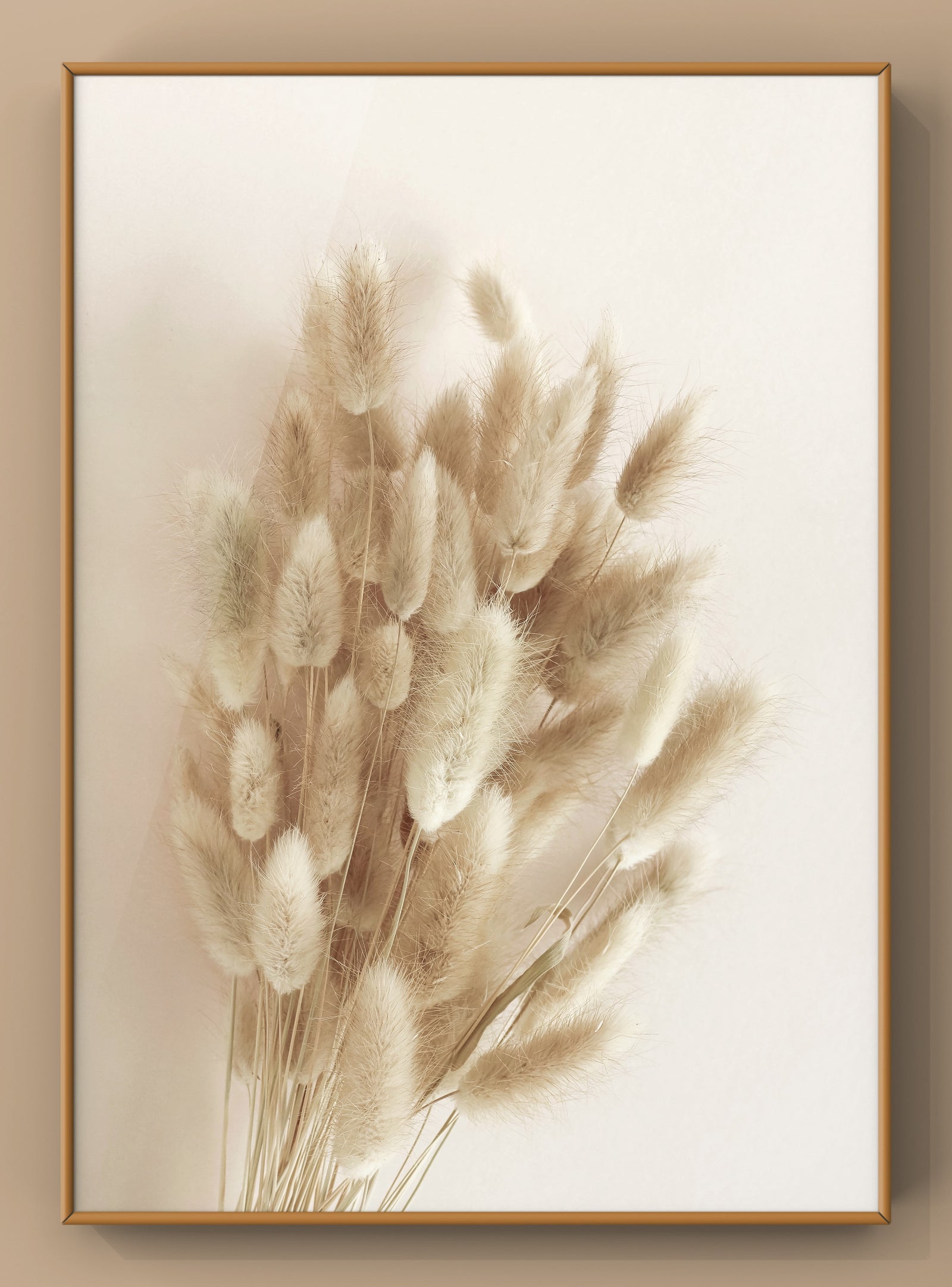 Dry Fluffy Tails Grass Langurus Ovatus Flower Wall Art Photography