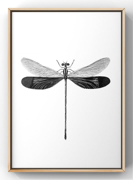 Monochrome Dragonfly Wall Art | Minimal Wall Art Print