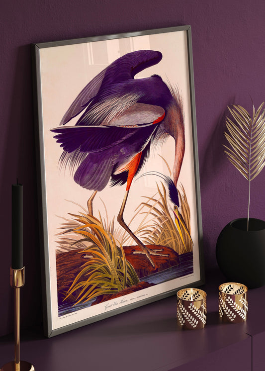 Great Blue Heron | Purple Edition | Vintage Bird illustration