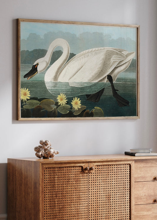 American Swan from Birds of America (1827) | John James Audubon Art | Vintage Art