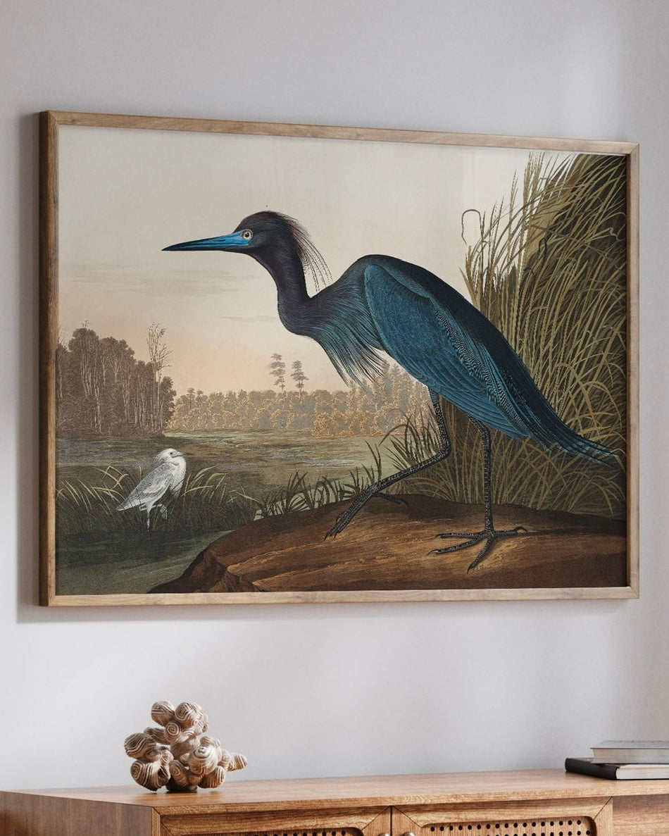 Blue Crane from Birds of America (1827) | John James Audubon Art | Vintage Art