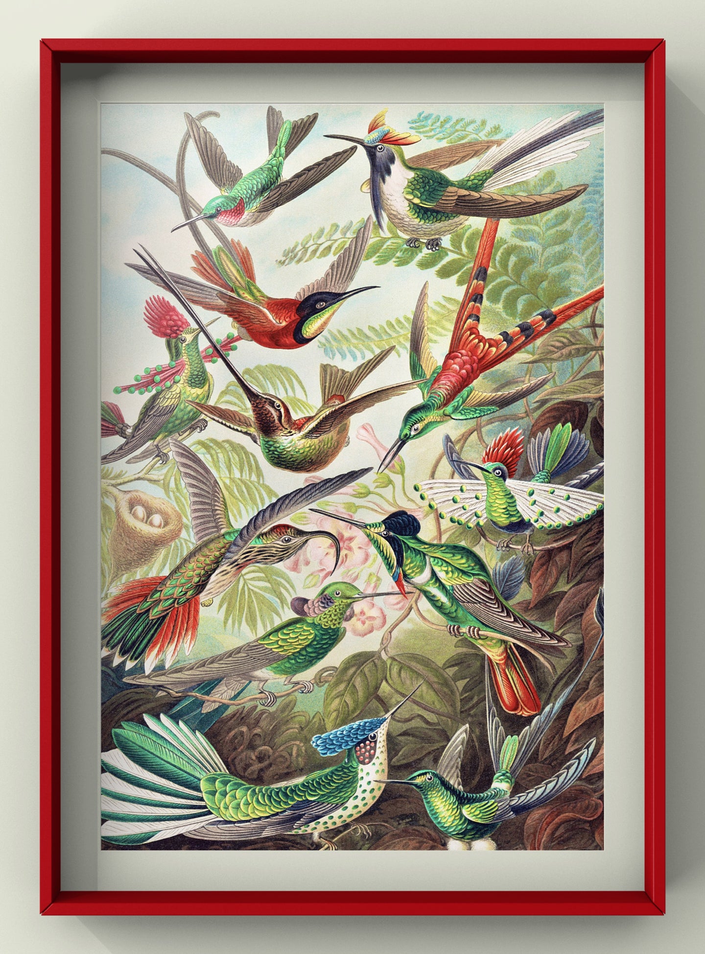 Vintage Colourful Birds | Trochilidae–Kolibris from Kunstformen der Natur (1904) | Ernst Haeckel Art Print