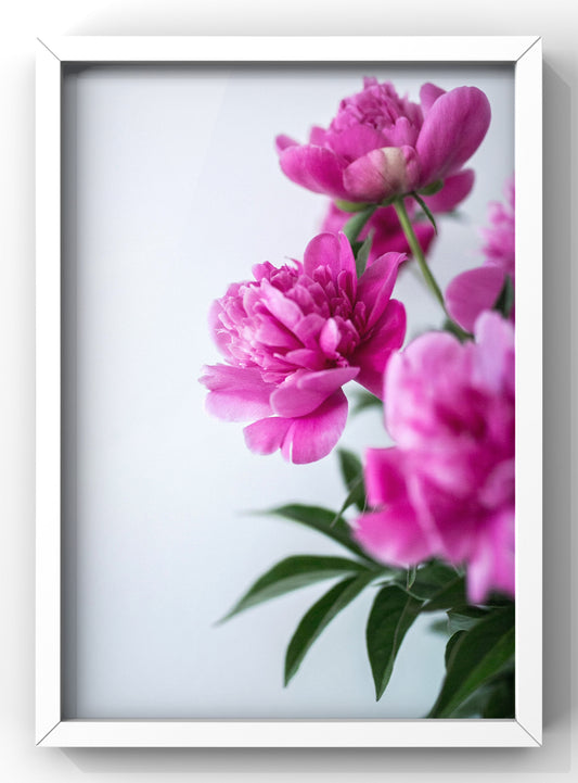 Floral Pink Wall Art Print